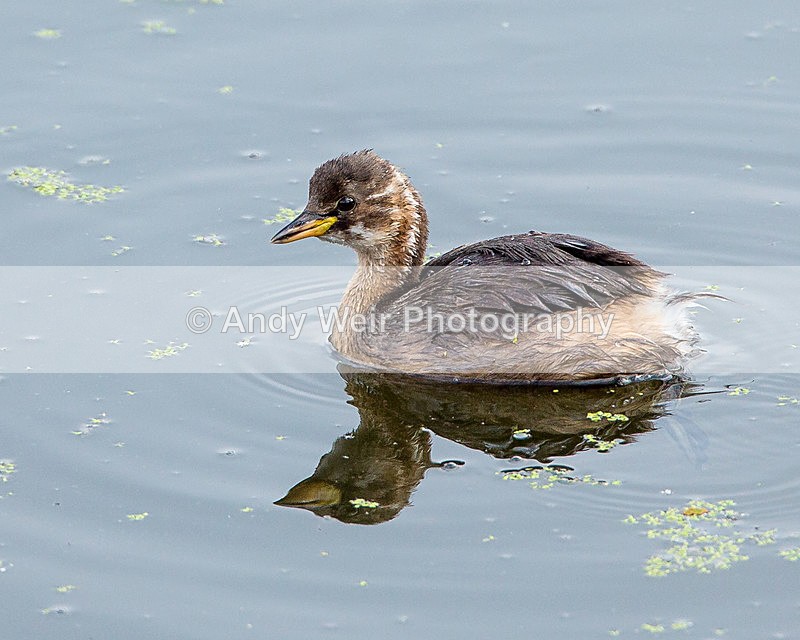 20140905-3K8A5432 - Gt. Crested & Little Grebes