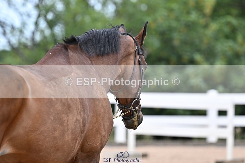 250716-133645-00593 - Trot Up 1.30 to 2.30