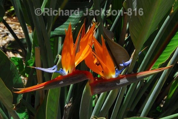 Bird of Paradise - Flowers