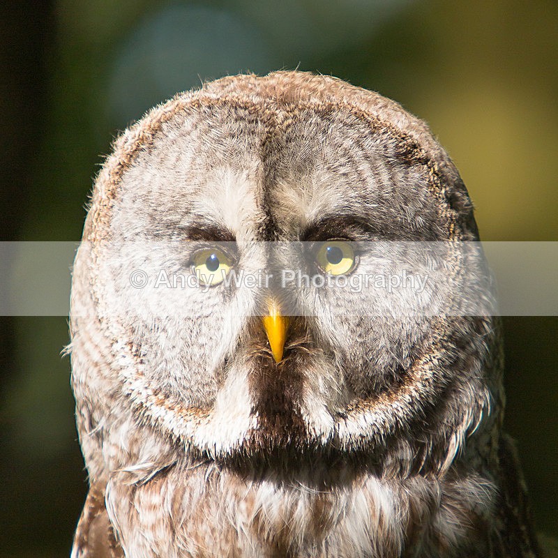 20140705-3K8A3477 - Captive Birds