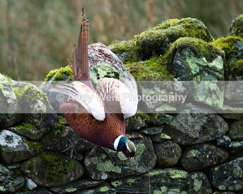 20111121-_MG_7969 - Gamebirds