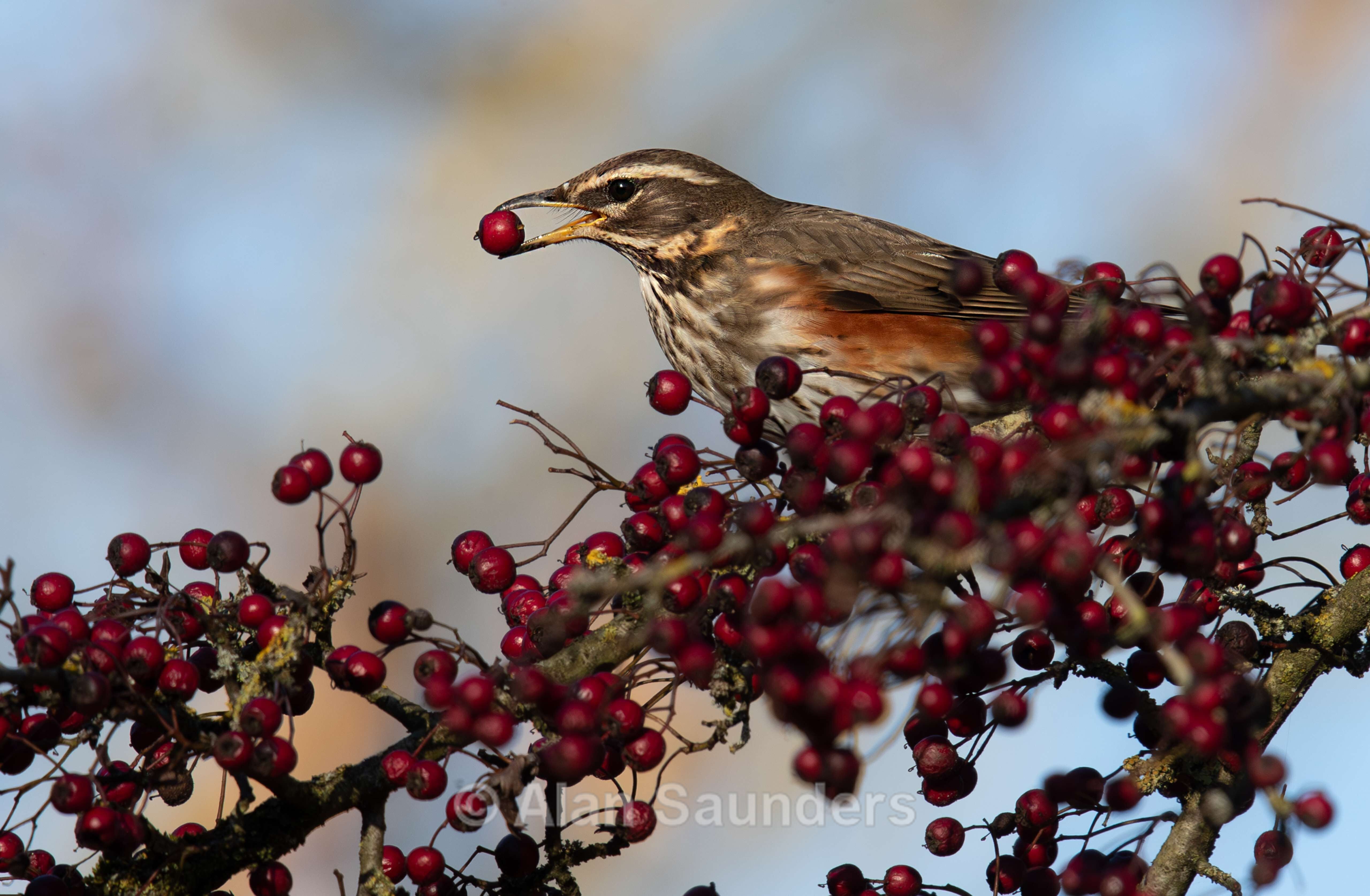 Redwing 3