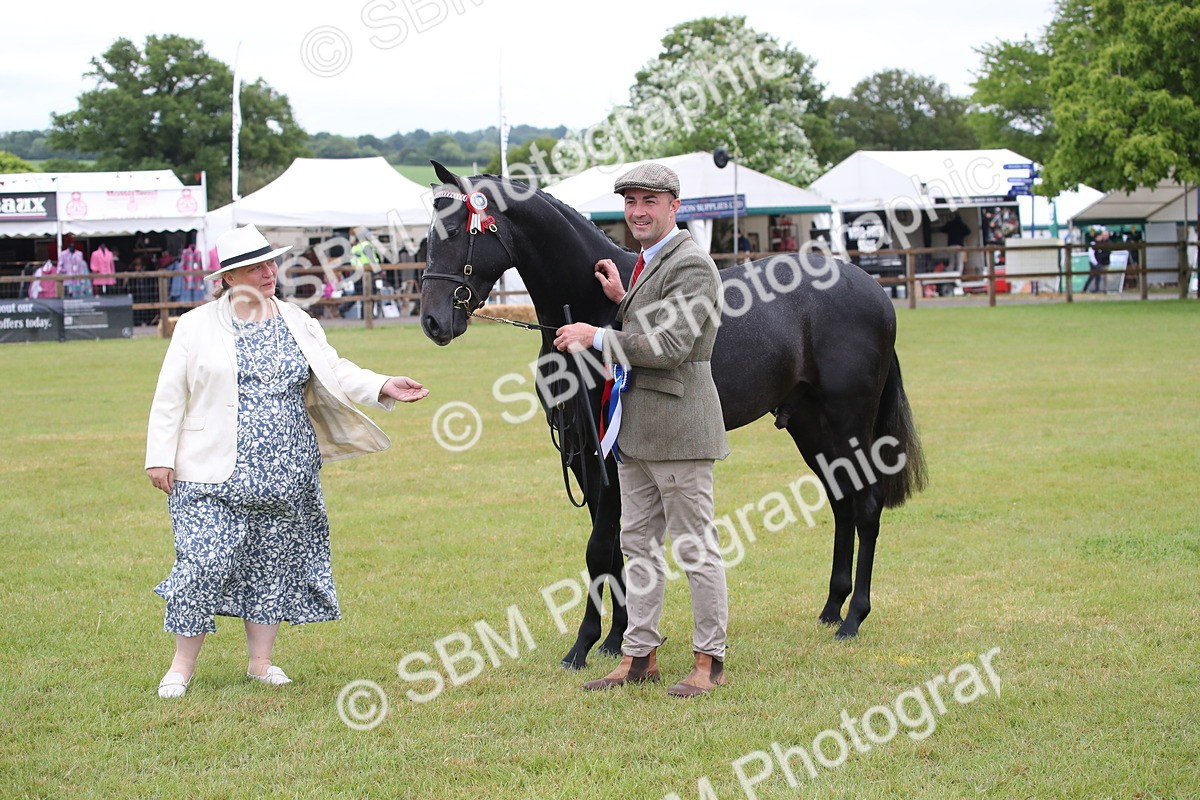 SBM_00229 - Class 17-20 - Arab & Part Bred - Anglo Arab In Hand