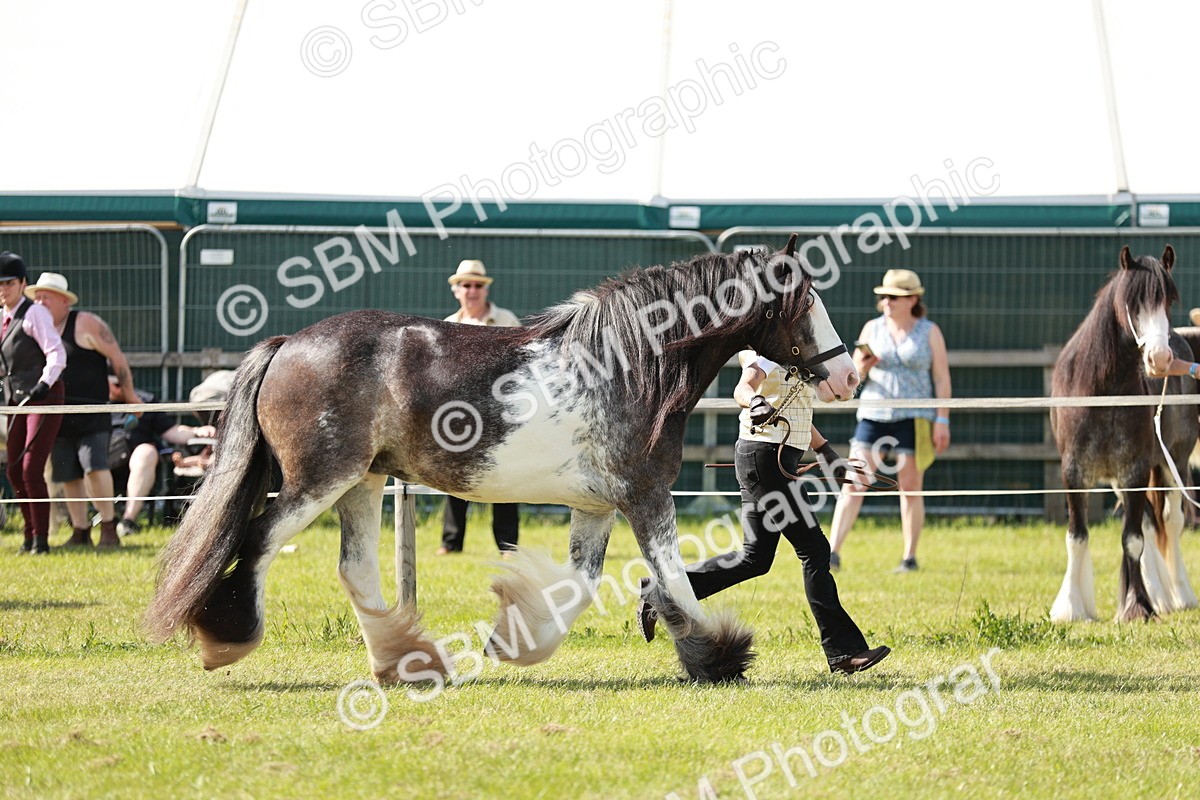 SBM_08747 - Class 63-65 - Traditional Gypsy Cobs In Hand & Ridden