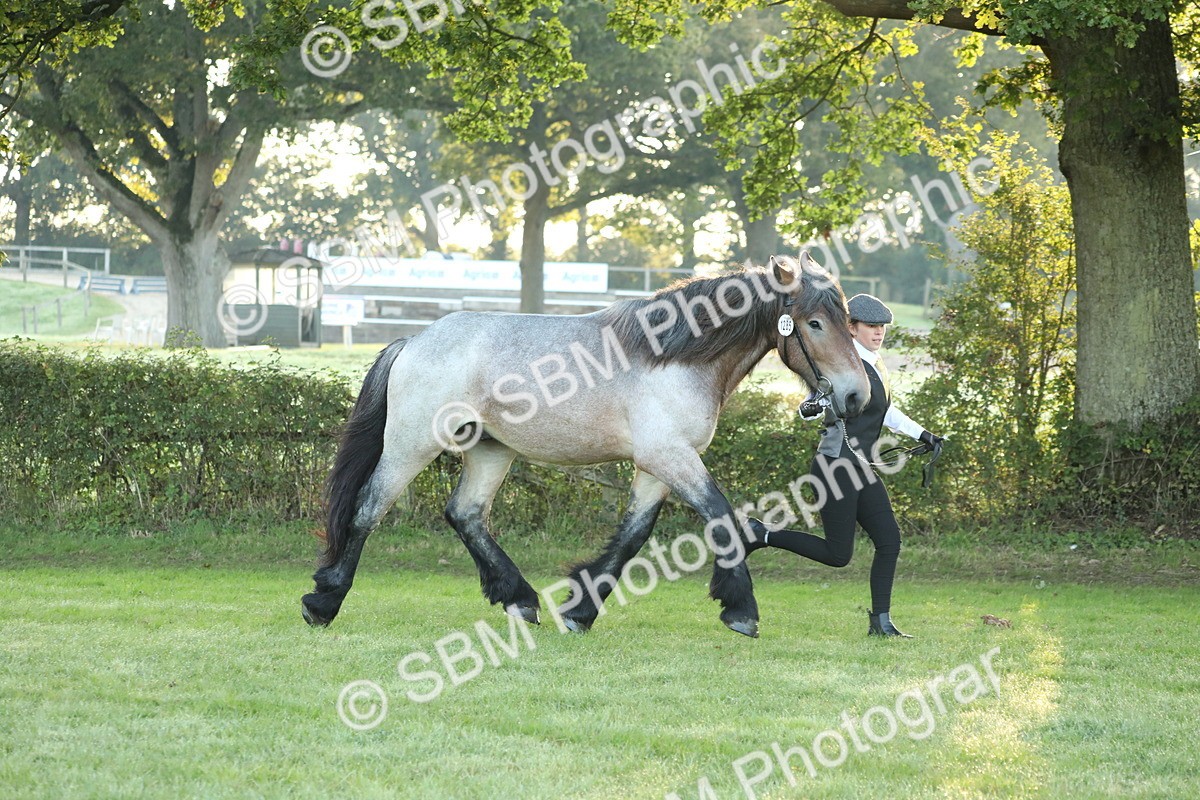 SBM_57802 - S42 - Youngstock