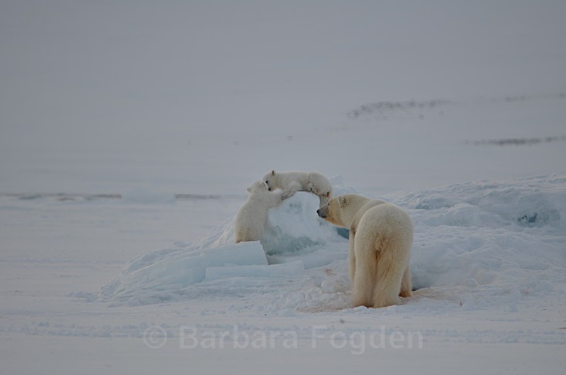 Polarbear cubs 1 - Latest Photos
