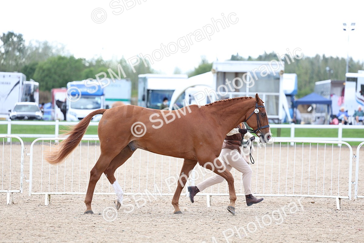 SBM_15356 - Class 312 - IH Competition Horse-Pony