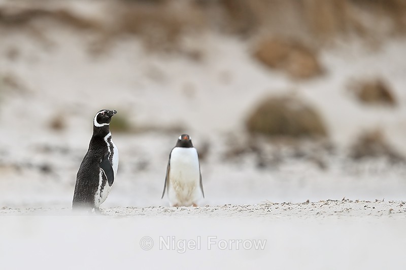 Magellanic Penguin and Gentoo Penguin, Carcass Island, Falklands - Magellanic Penguin