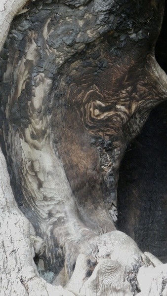 Harry Potter Tree Hole, Detail - LANDSCAPES & TREES