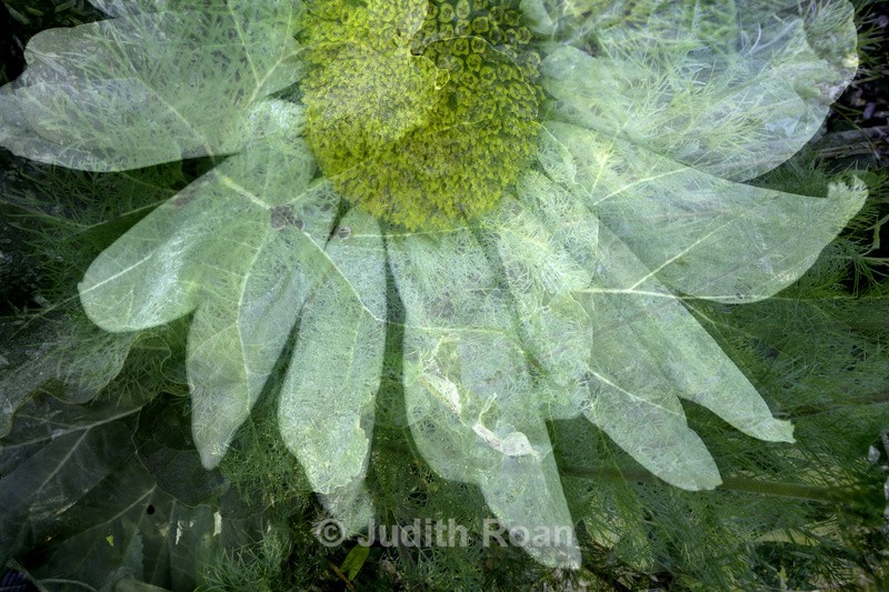 Rhubarb and Sunflower - Photo Montages