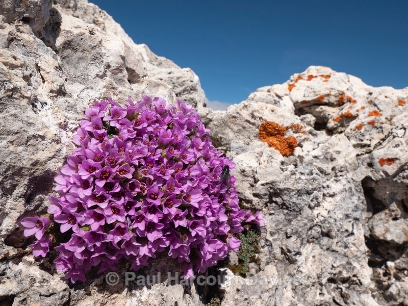 Purple saxifrage (Saxifraga oppositifolia) also  purple mountain saxifrage - Flowers in the Landscape