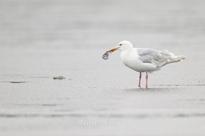 Glaucous-winged Gull with shell, Silver Salmon Creek, Alaska - Glaucous-winged Gull