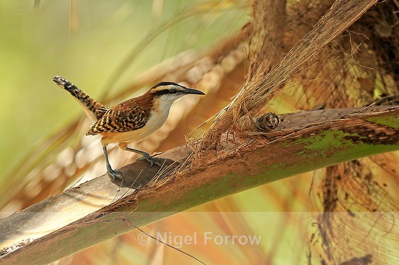 Rufous-backed Wren, Rio Tarcoles, Costa Rica - Rufous-backed Wren