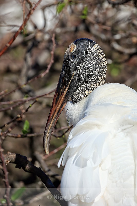 Wood Stork portrait, Wakodahatchee Wetlands, Florida - Wood Stork