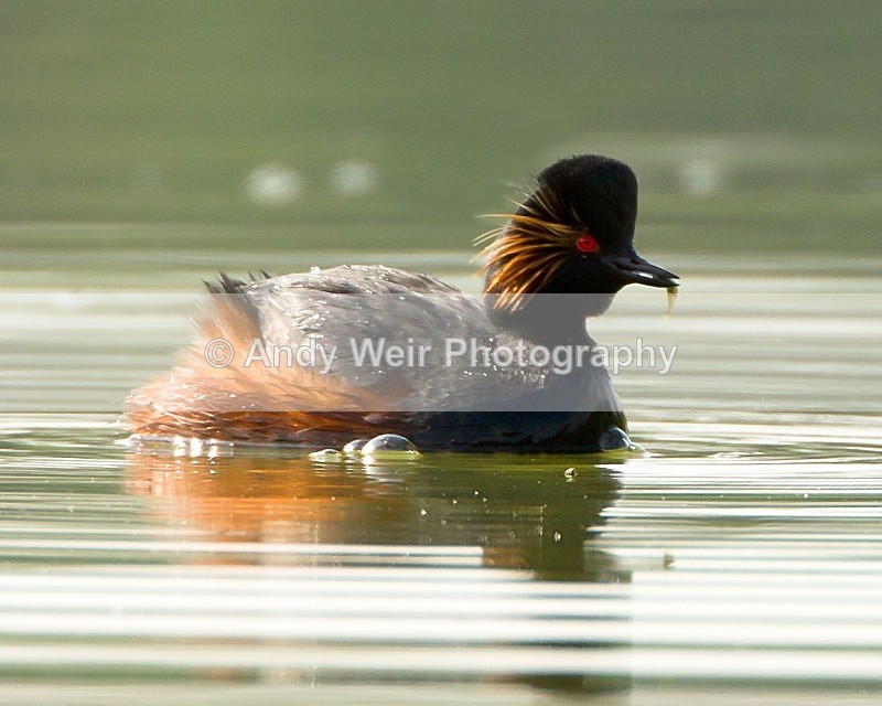 20110416-IMG_3393-142 - Black-necked Grebe