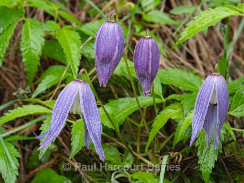 Alpine Clematis (Clematis alpina) - Wild Flowers