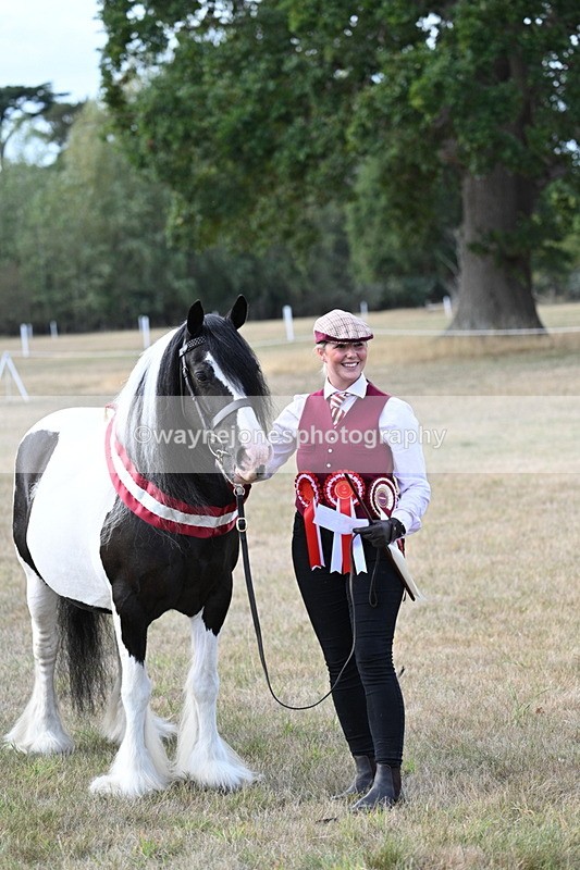 WJ7_8402 - In-hand Championship