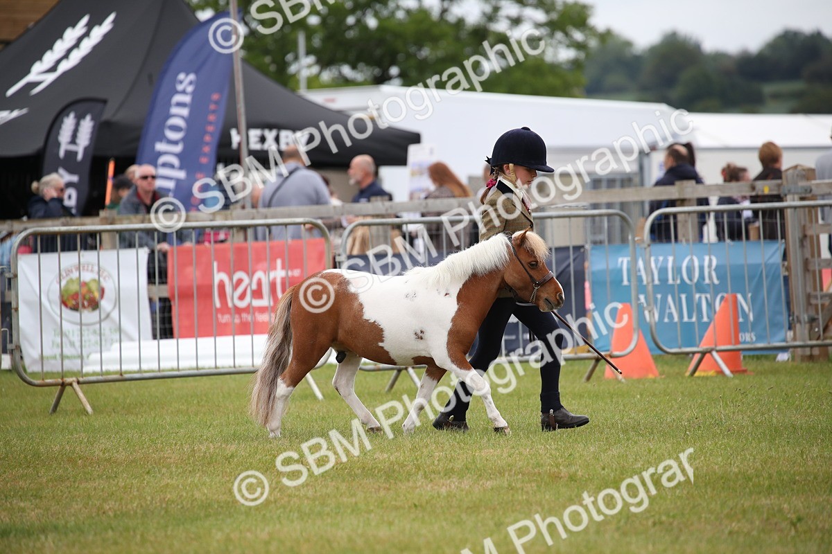 SBM_03880 - Class 23-25 - British Miniature Horse of the Year