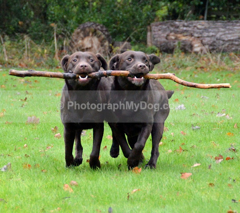  - Chocolate Labradors
