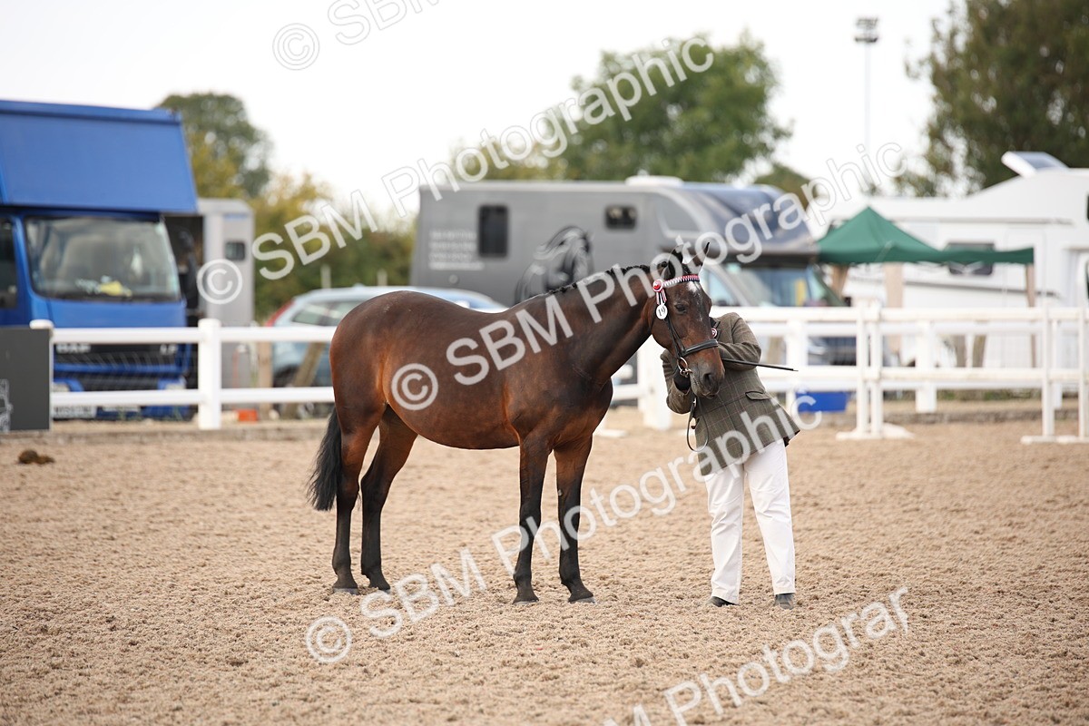 SBM_08214 - Class 27 - IH Competition Horse-Pony