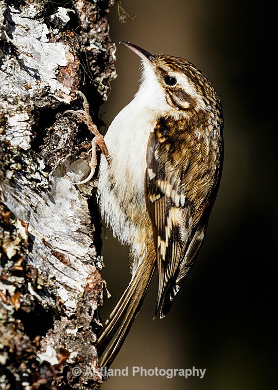 Astland Photography, Bird and Wildlife Images, Susan and Peter Wilson, U.K.