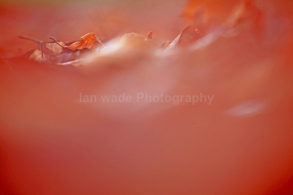  - Wild Flowers,  plants & Fungus photography, Great Britain