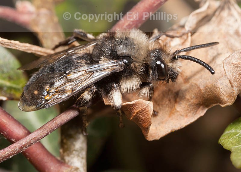 Melecta albifrons