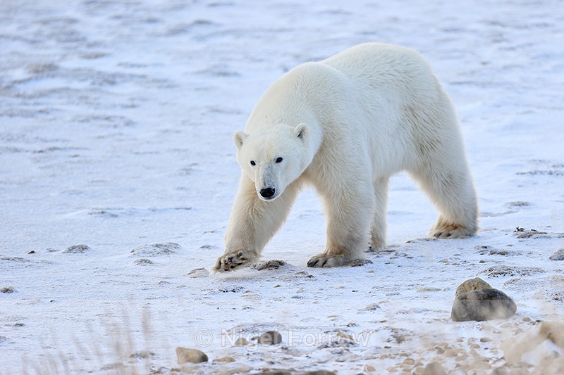 Polar Bear walking along beach, Churchill, Canada - Polar Bear