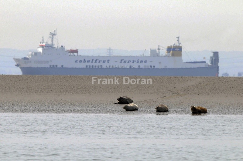 SEALS - Frank Doran