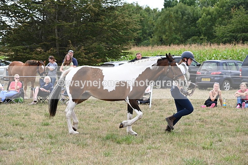 WJ6_5613 - Class 18 In-hand Coloured