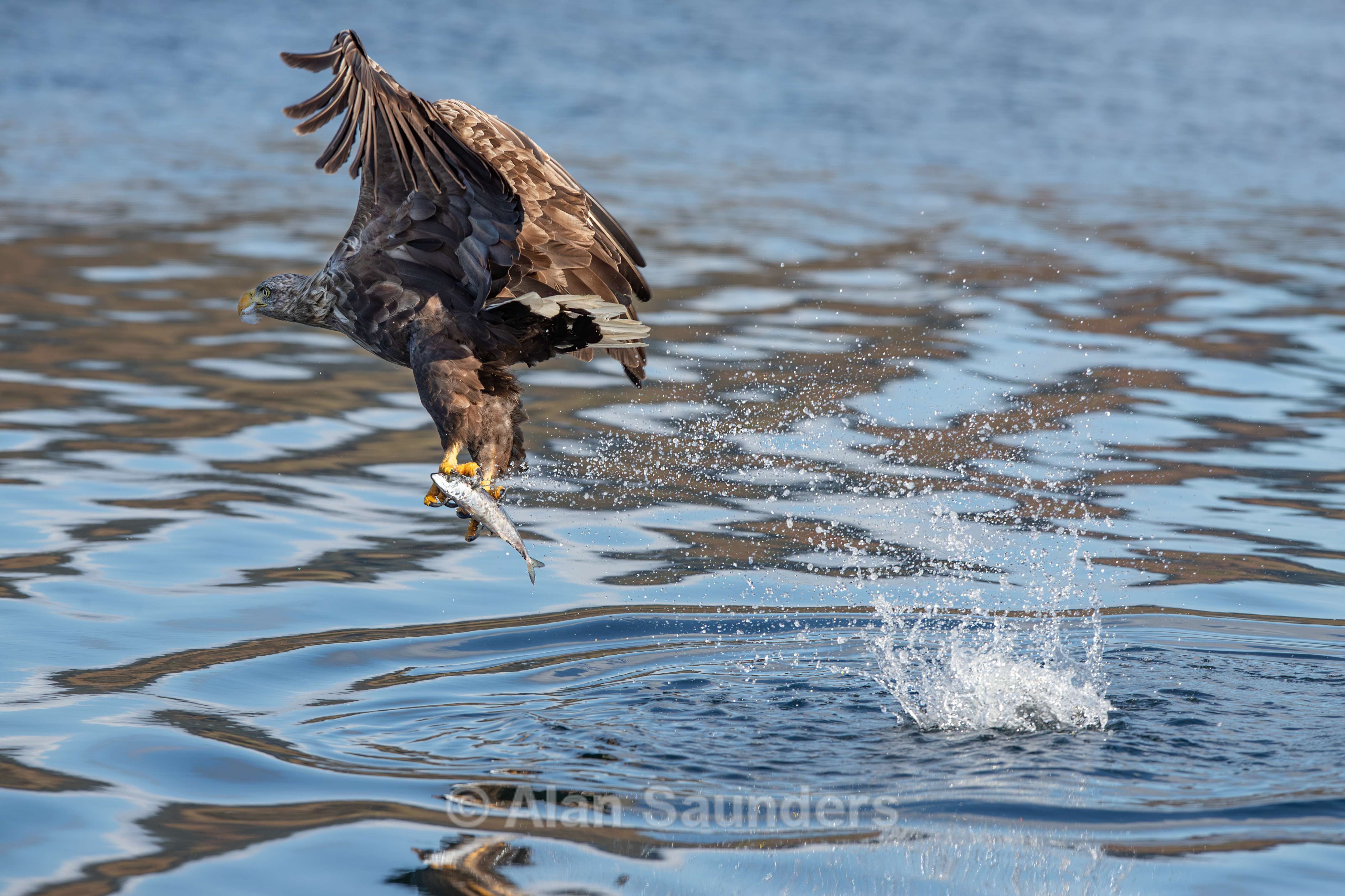 White Tailed Eagle 73