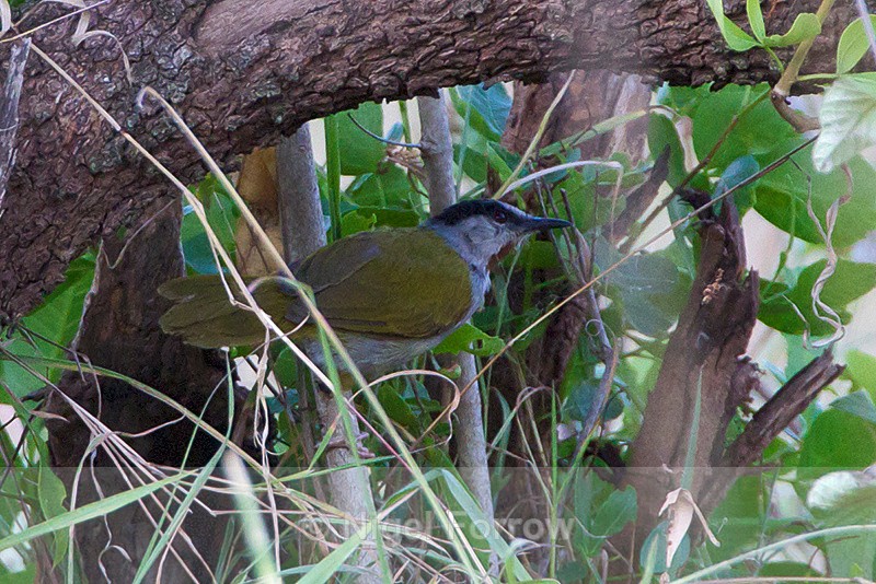 Grey-capped Warbler perched in a bush - Grey-capped Warbler