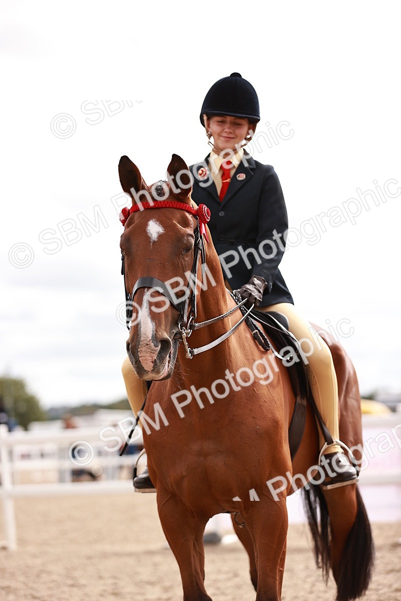 SBM_18314 - Class 417 - Handsome Gelding (IH or Ridden - JNR)