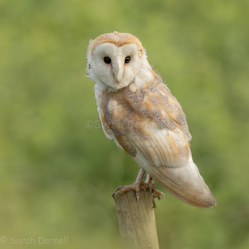 Barn Owl SD20265 - Greeting Cards