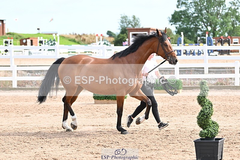 240717A-162314-03434 - Trot Up 4pm to 5pm