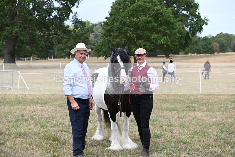 WJ6_5816 - Class 18 In-hand Coloured