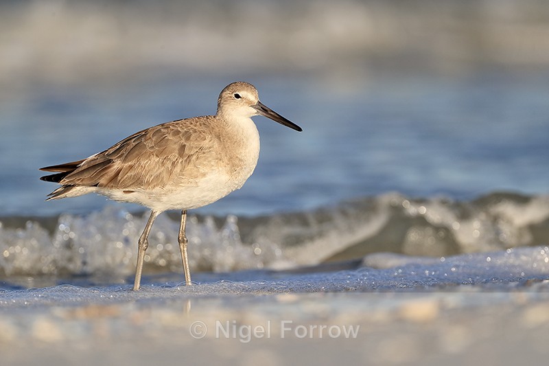 Willet with breaking wave behind, Fort De Soto Park, Florida - Willet