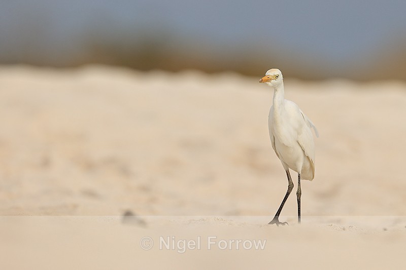 Cattle Egret on beach, Espanola, Galapagos - Cattle Egret