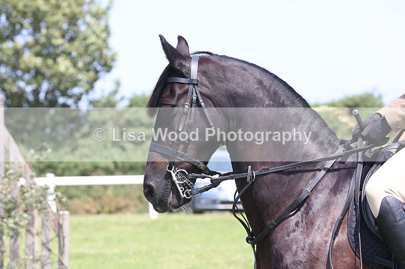 JPP_2532 - Class 21: Working Hunter 60cm