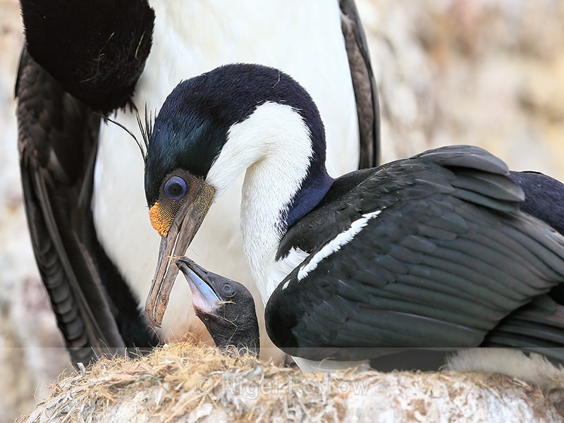 Imperial Shag adult & chick interaction, Cape Bougainville, Falklands - Imperial Shag