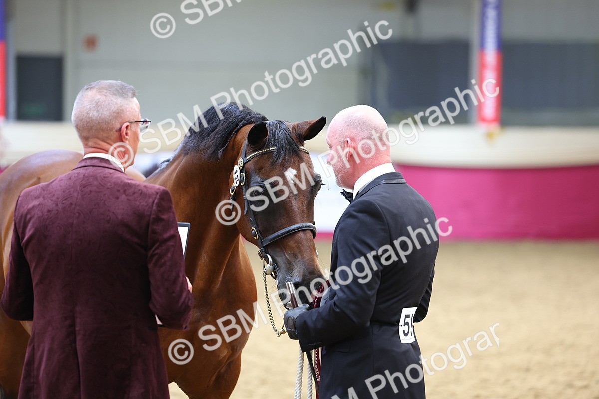 SBM_23008 - Class 903 - Supreme Final - IH Pre Vet