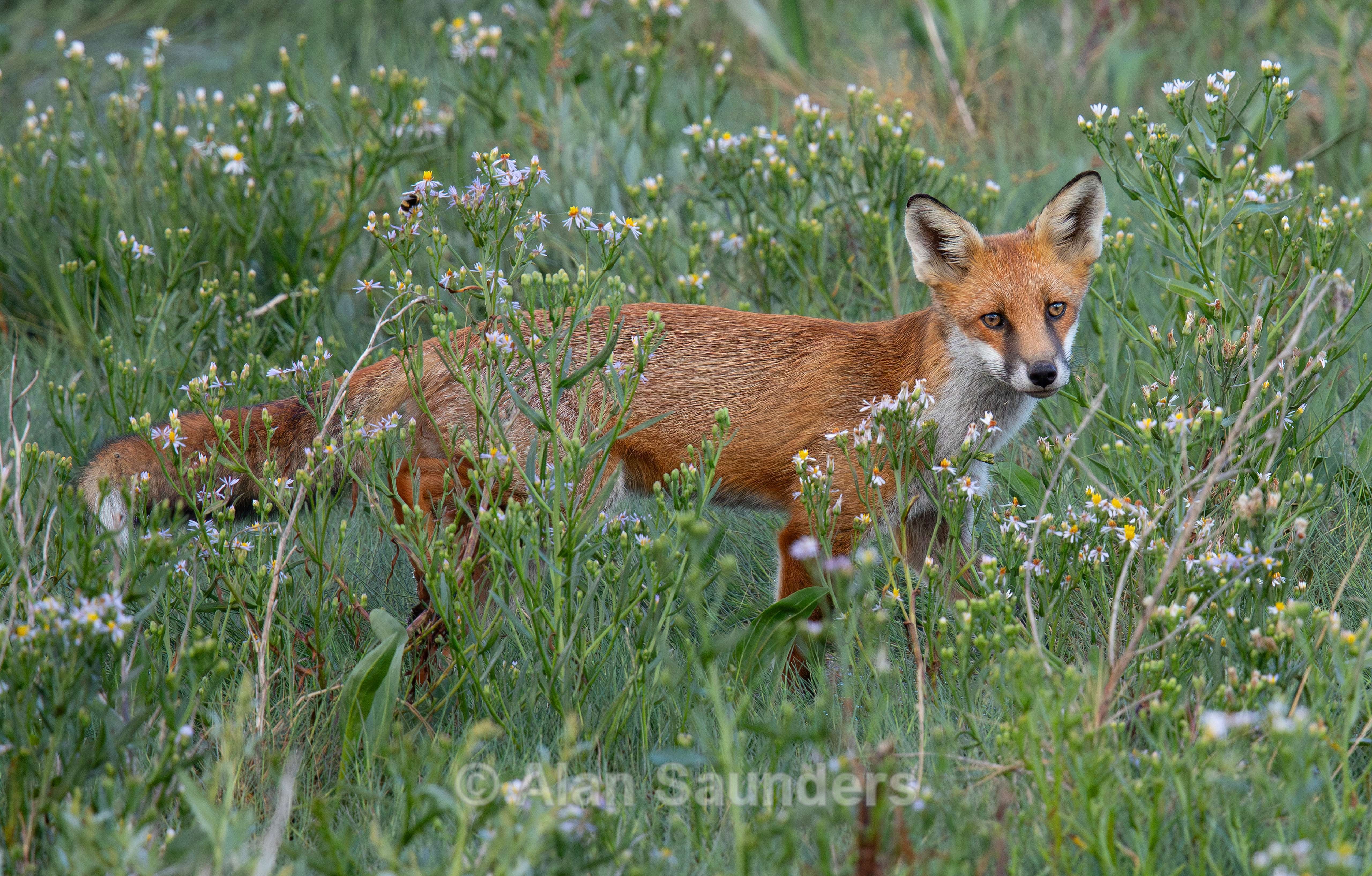 Red Fox 1