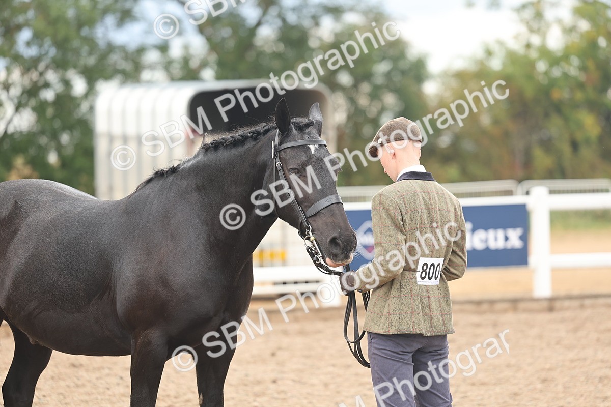 SBM_07798 - Class 27 - IH Competition Horse/Pony