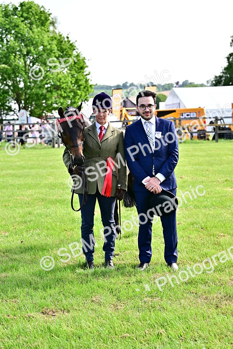 SBM_01002 - Class 46-49 - Arab and Part Bed-Anglo Arab In Hand
