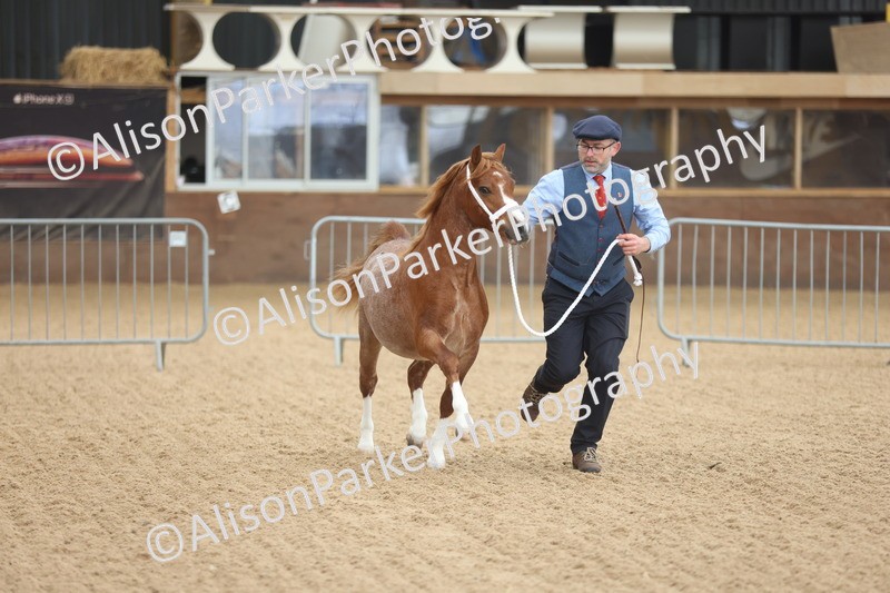 20251109-0508 - Class 18 - Yearling, Colt, Filly or Gelding