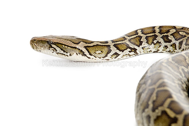 1KJS0165 - Roaming Reptile Show