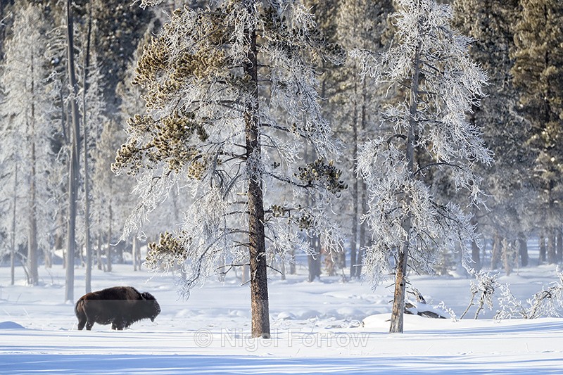 Bison and frosted trees, Yellowstone National Park, Wyoming, USA - Bison