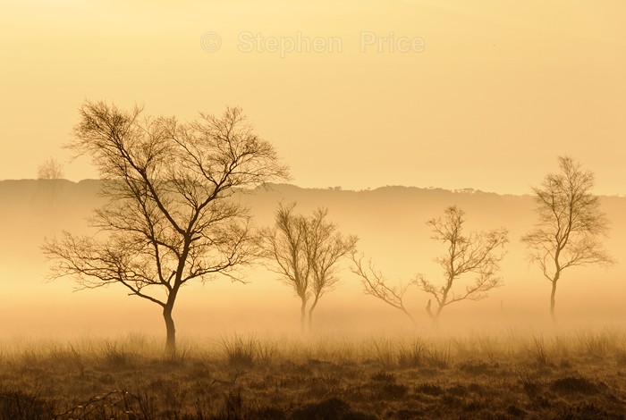 Winter Trees in Mist | Peak District Trees at Dawn