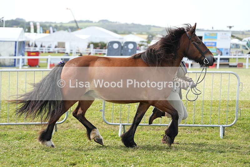 DSC05741 - Class 51: NPS M&M 4 years and over Large Breeds