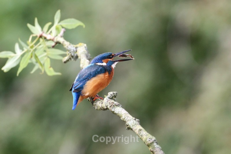  - Kingfishers